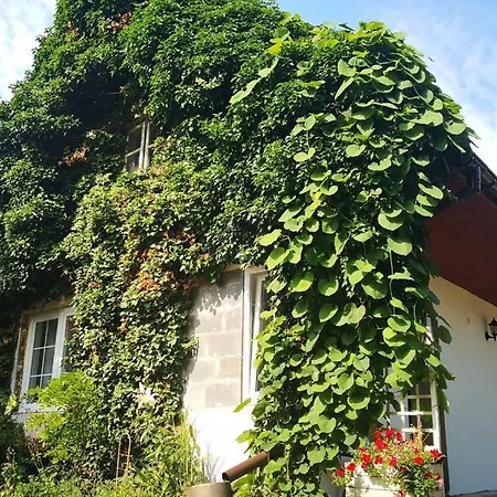 Lawenda I Bluszcz *